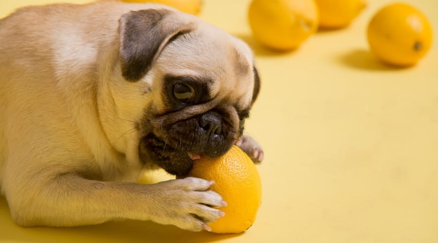 Can Dogs Have Lemon?