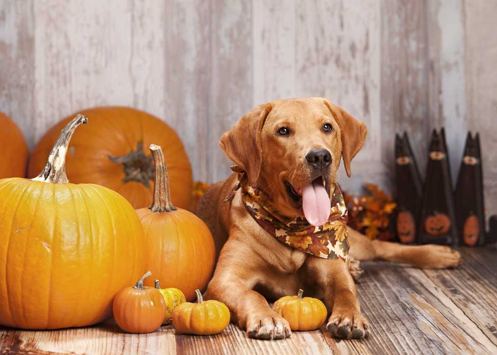 Health Benefits Of Pumpkin For Dogs