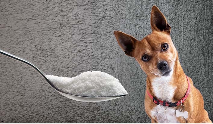 Is Sorbitol Safe For Dogs?