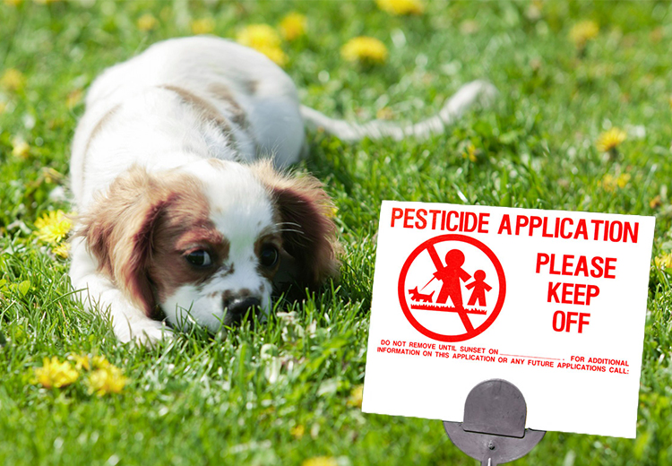 Remove Pesticides From Your Dog