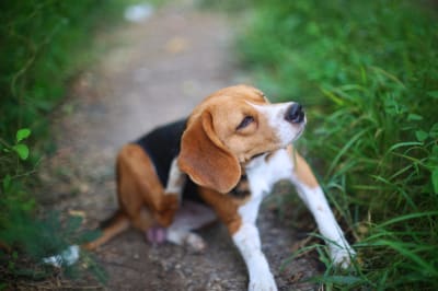The Best Puppy Flea and Tick Prevention