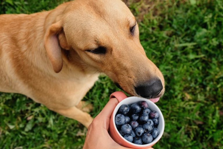 Are Blueberries Safe for Dogs?