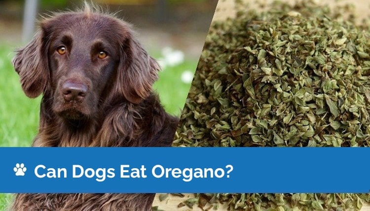 How Oregano Oil Can Benefit Your Dog
