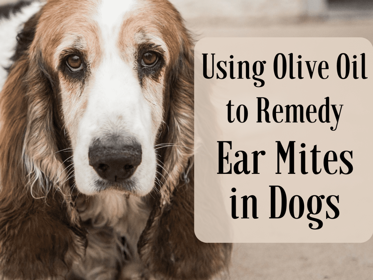 Home Treatments For Doggie Ear Mites