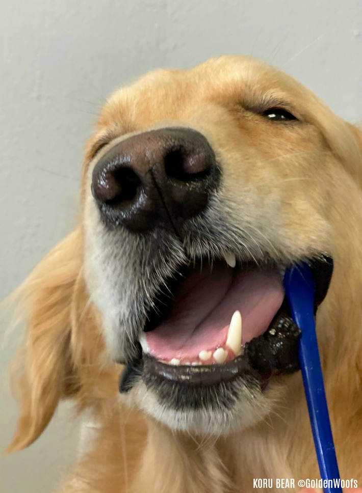 Probiotics Can Help With Dog Dental Maintenance!