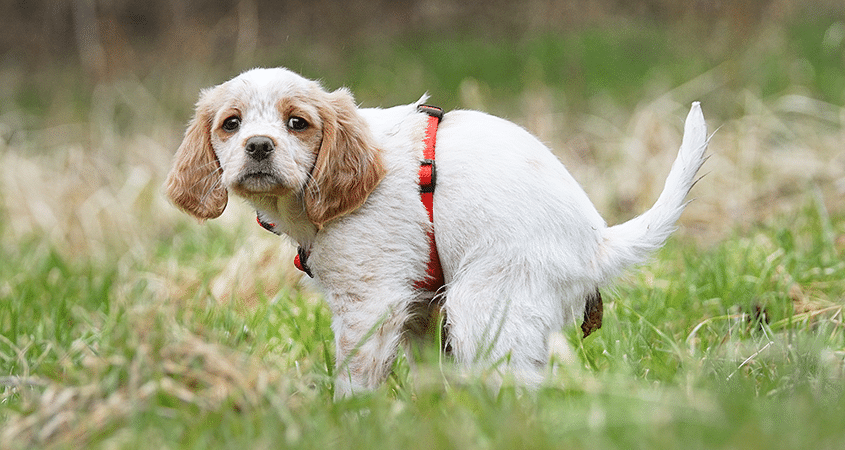 How To Control Dog Diarrhea Post Medications