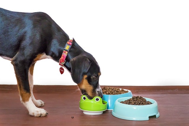 Is Protein Lack Harming Your Dog?
