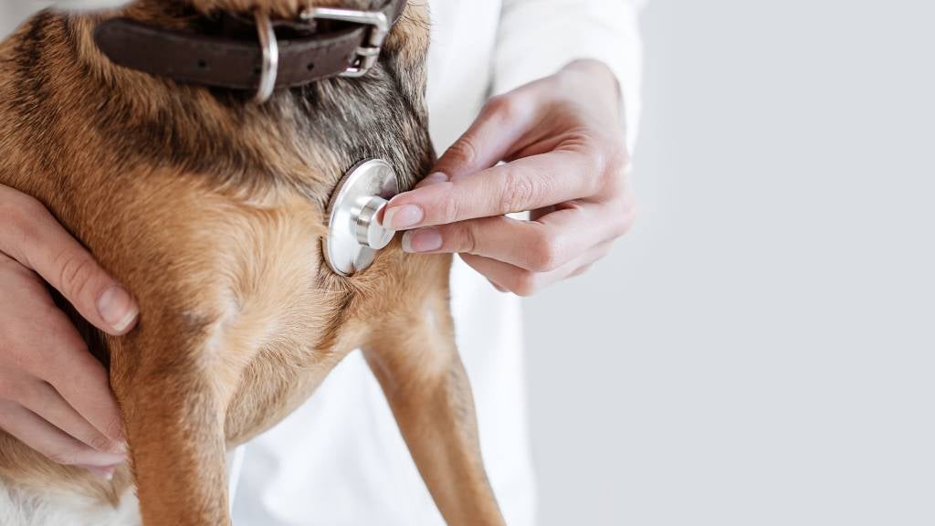 How Often Should I Take My Dog To The Vet?