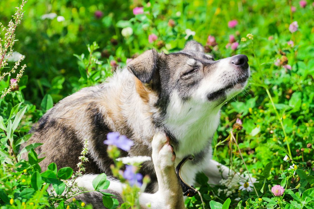 The Simple Treatment for Doggie Allergies
