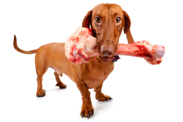 Bones For Dogs