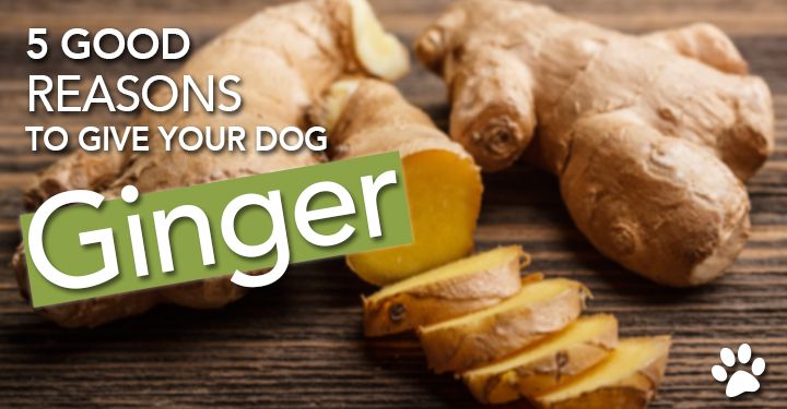 Ginger Can Benefit Your Dog in 6 Ways