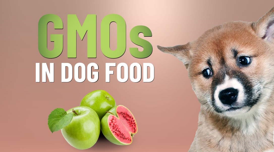 GMOs Found In Doggie Food