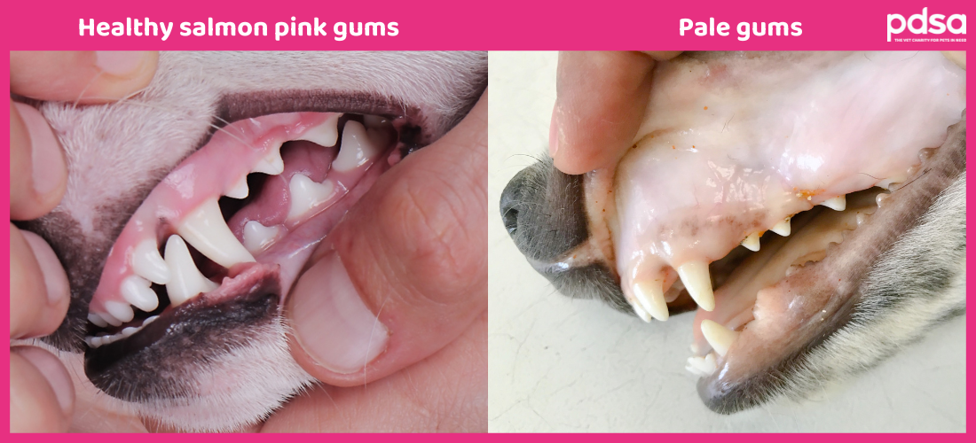 Pale Gums In Dogs