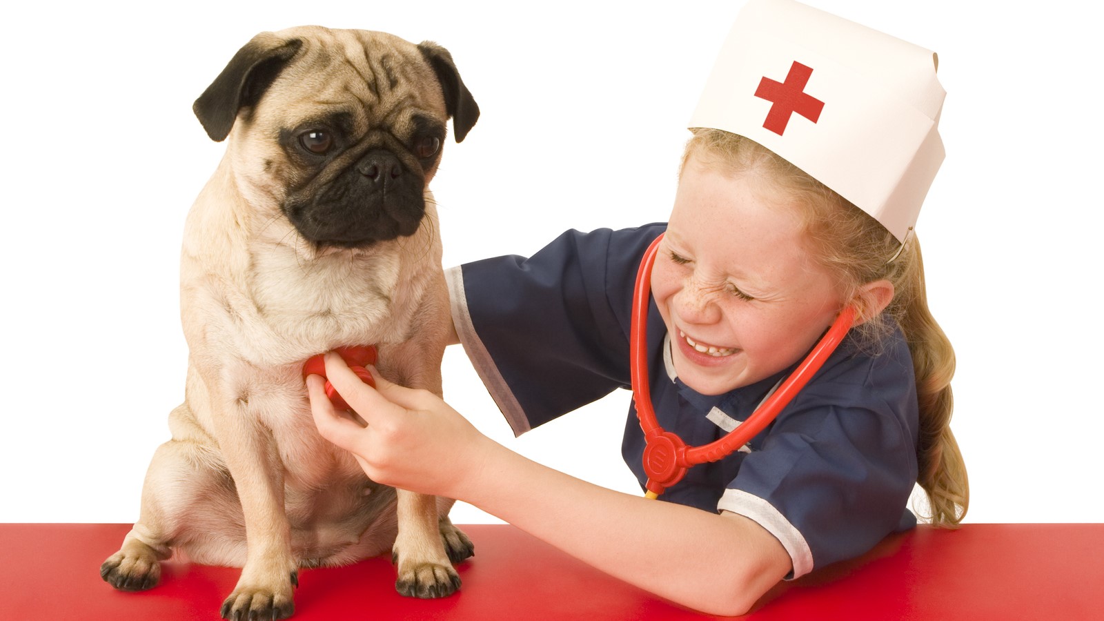 The Best 4 Remedies for Herbal First Aid for Dogs