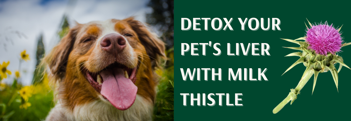 How Milk Thistle Protects the Liver in Dogs