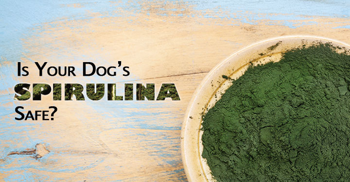 Is It Alright To Give Spirulina To Dogs?